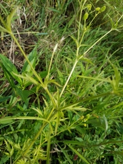 Ranunculus pensylvanicus