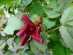 Hibiscus