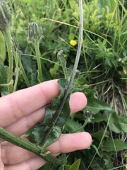 Crepis conyzifolia