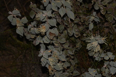 Hakea conchifolia