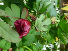 Hibiscus