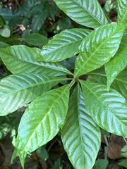 Psychotria nervosa