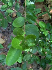 Eugenia foetida