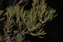 Lambertia multiflora