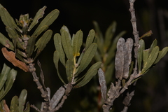 Lambertia multiflora
