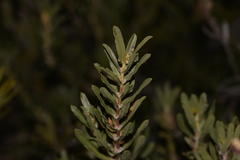 Lambertia multiflora