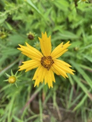 Coreopsis pubescens