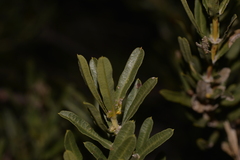 Lambertia multiflora
