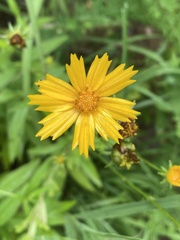 Coreopsis pubescens