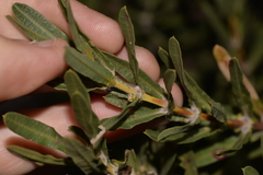 Lambertia multiflora