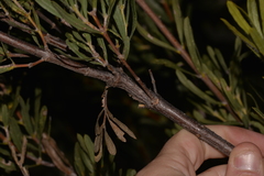 Lambertia multiflora