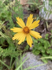 Coreopsis pubescens