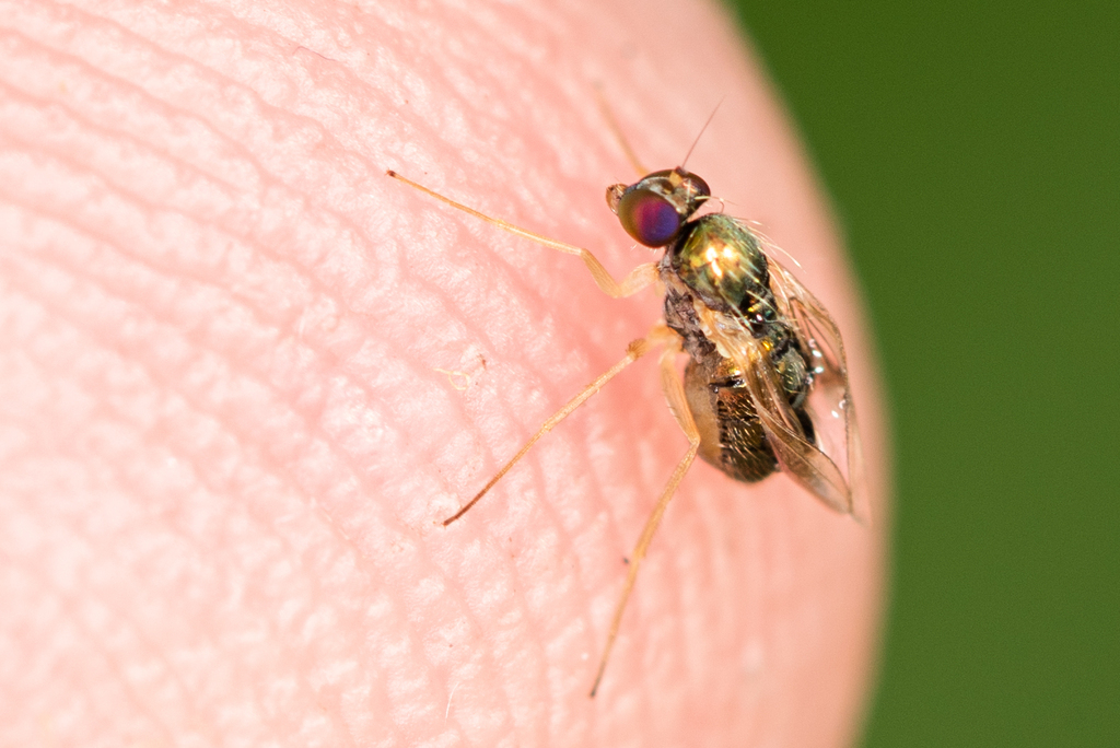 Dolichophorus kerteszi