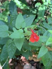 Salvia coccinea
