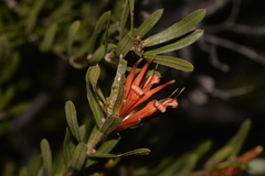 Lambertia multiflora
