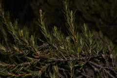 Lambertia multiflora