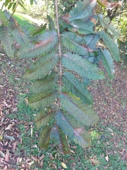 Juglans neotropica