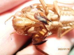 Graptopsaltria nigrofuscata