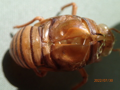 Graptopsaltria nigrofuscata