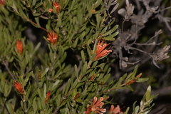 Lambertia multiflora