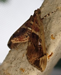 Sathria internitalis