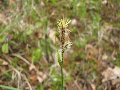 Carex polymorpha