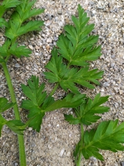 Chaerophyllum villarsii