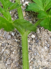 Chaerophyllum villarsii