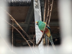Psephotus