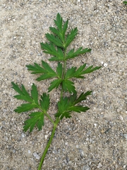 Chaerophyllum villarsii