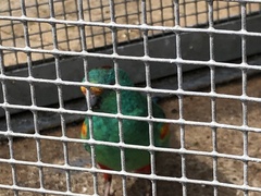 Psephotus