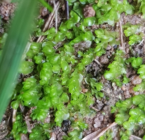 Image of Nardia scalaris by (c) Helen Waterman, some rights reserved (CC BY)