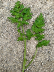 Chaerophyllum villarsii