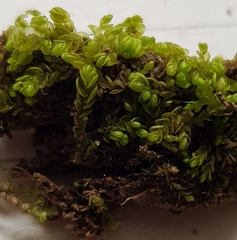 Nardia scalaris