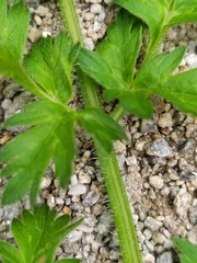 Chaerophyllum villarsii