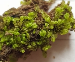 Nardia scalaris