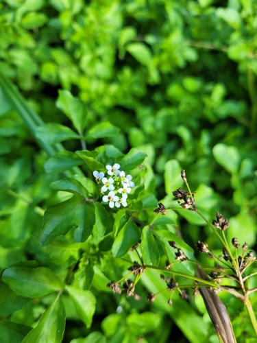 Наблюдение на iNaturalist