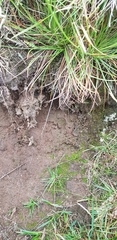 Nardia scalaris
