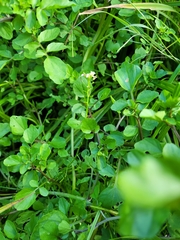 Nasturtium officinale