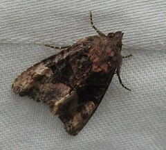 Euplexia