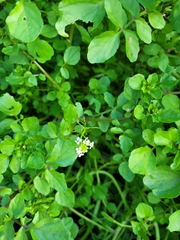 Nasturtium officinale