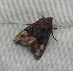 Euplexia