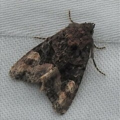 Euplexia