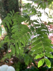 Magnoliopsida