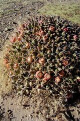 Maihueniopsis molfinoi