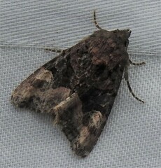 Euplexia