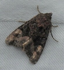 Euplexia