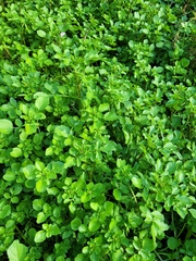 Nasturtium officinale