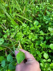 Nasturtium officinale