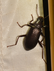 Xylopinus saperdoides